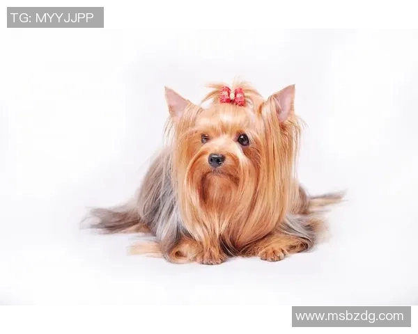 男足球明星独特发型全景展示让你领略风格与魅力的完美结合